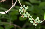 Black highbush blueberry