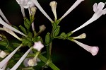 Largeflower valerian