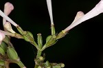 Largeflower valerian