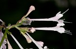 Largeflower valerian