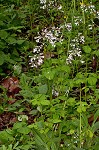 Largeflower valerian