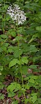 Largeflower valerian