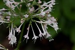 Largeflower valerian