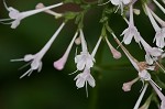 Largeflower valerian