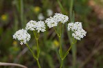 Navel cornsalad