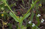 Navel cornsalad