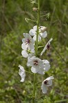 Moth mullein