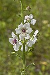 Moth mullein