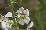 Moth mullein