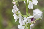 Moth mullein