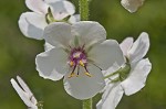 Moth mullein