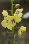 Moth mullein