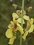 Moth mullein