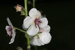 Moth mullein