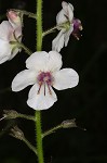 Moth mullein