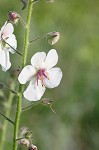 Moth mullein