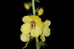 Wand mullein