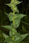 Wand mullein