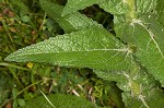 Wand mullein