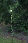 Wand mullein