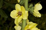 Wand mullein