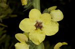 Wand mullein