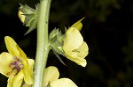 Wand mullein