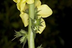 Wand mullein