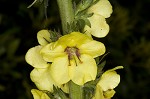 Wand mullein