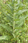 Wand mullein