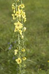 Wand mullein