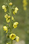 Wand mullein