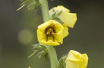 Wand mullein