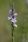 Herb of the cross