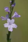 Herb of the cross