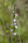 Herb of the cross