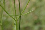 Herb of the cross