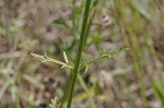 Herb of the cross