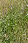 Herb of the cross