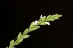 White vervain