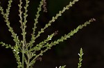 White vervain