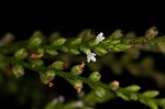 White vervain