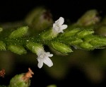 White vervain