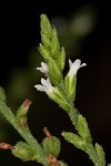 White vervain