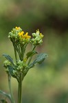 Yellow crownbeard