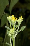 Yellow crownbeard