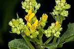 Yellow crownbeard