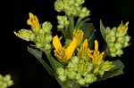 Yellow crownbeard