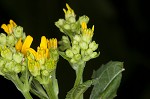 Yellow crownbeard