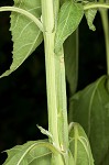 Yellow crownbeard